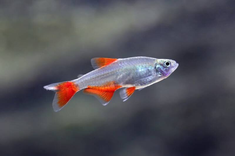 A close up of Aphyocharax anisitsi also known as Bloodfin Tetra
