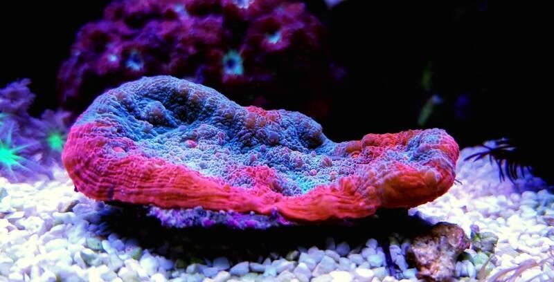 Impresionante coral cáliz en un tanque de arrecife