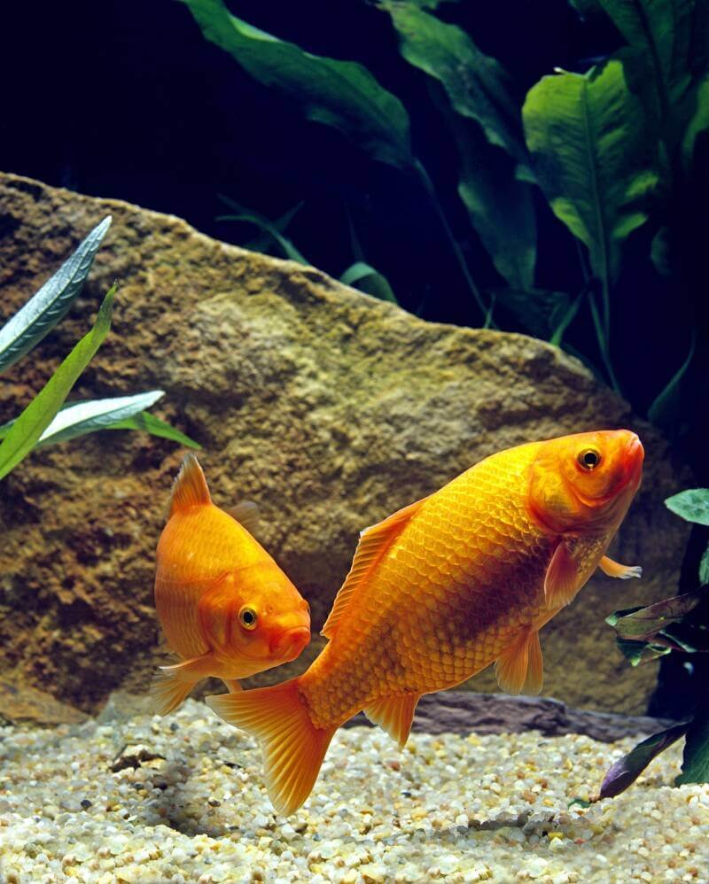 Common goldfish in their natural environment