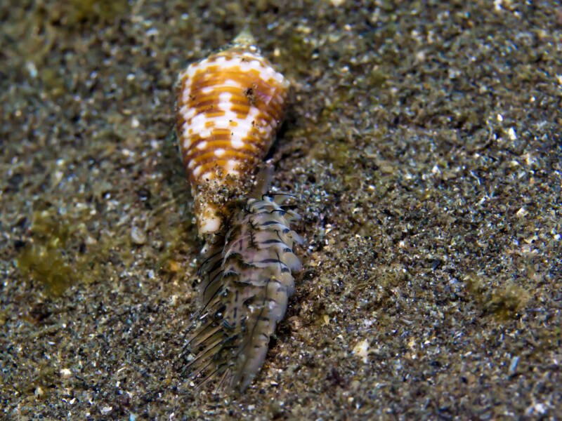 Natural Predator of Bristle worm Cone Snail is eating it