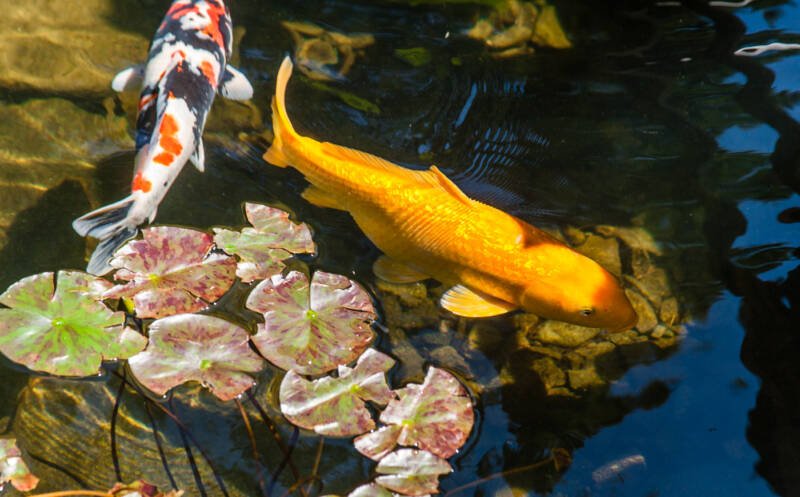 Koi swimming with floating plants in a pond