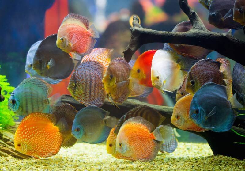 Multicolored discus cichlids swimming in the aquarium with driftwood