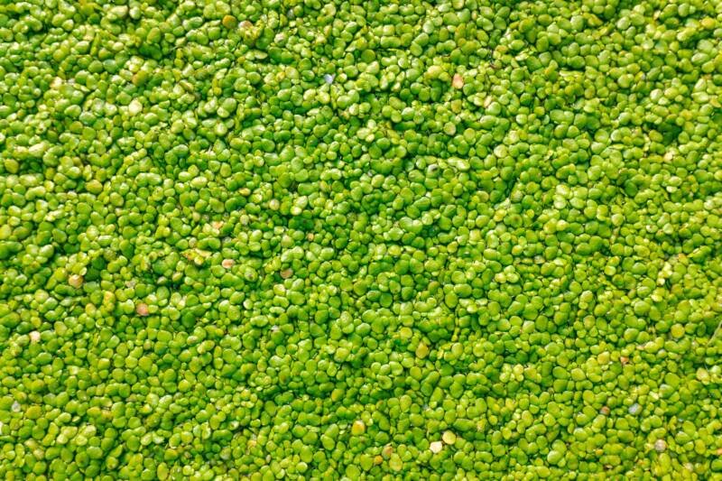 Macro of many green round leaves of aquatic plant, Duckweed or Lemnoideae 