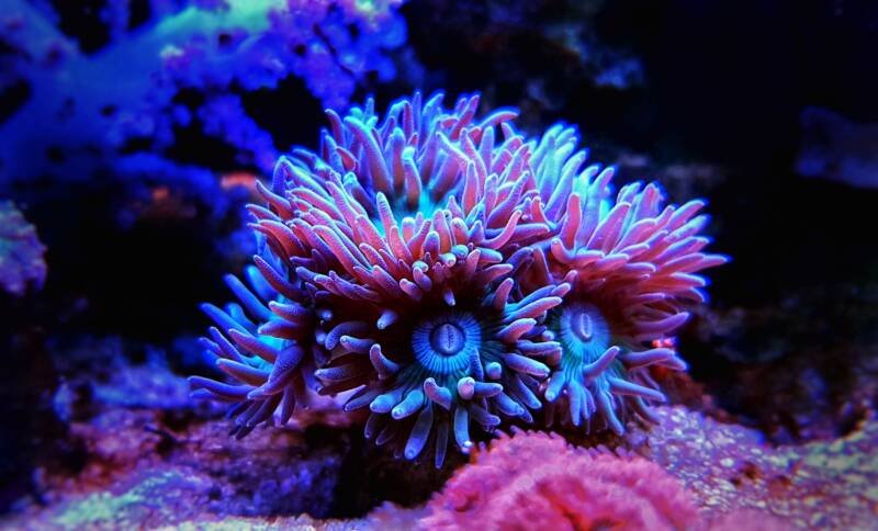 Duncan Coral displaying its stunning colors 