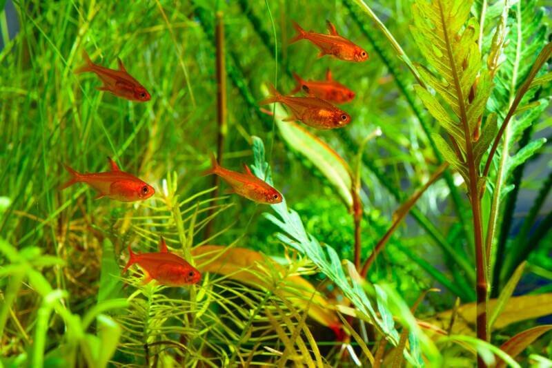 A group of Ember Tetras in a planted aquarium