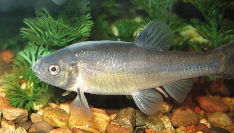 Selective breeding of Fathead Minnow has created its strain Rosy Red Minnow