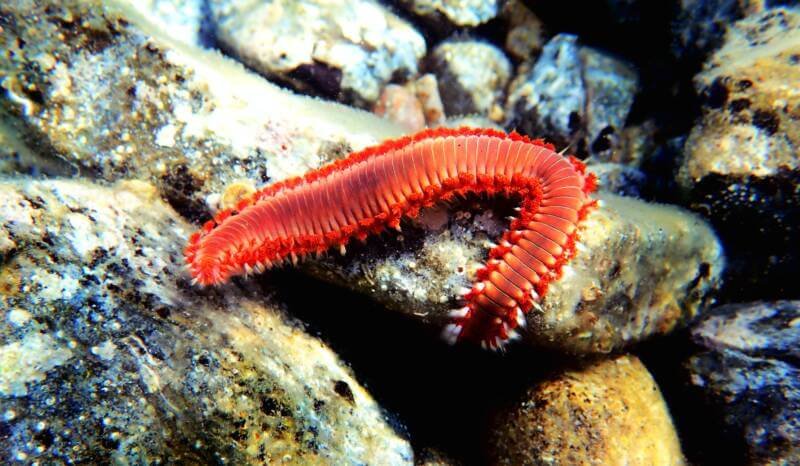 Fireworm from Bristle worm family