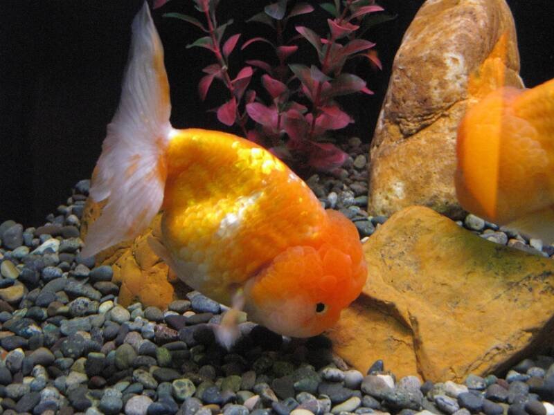Lionhead Goldfish en acuario