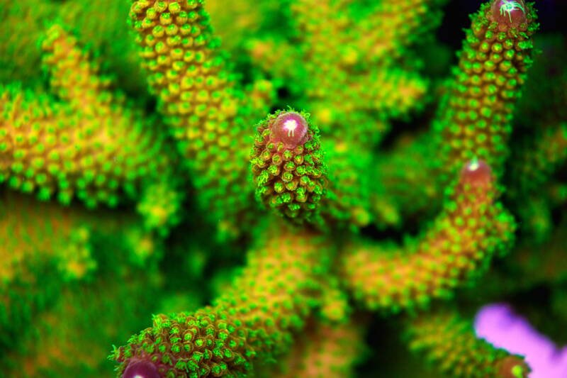 Increíble Green Bali Sps Coral conocido como Acropora yongei