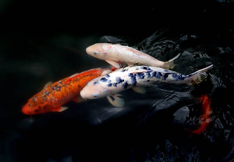 Koi swimming in a pond