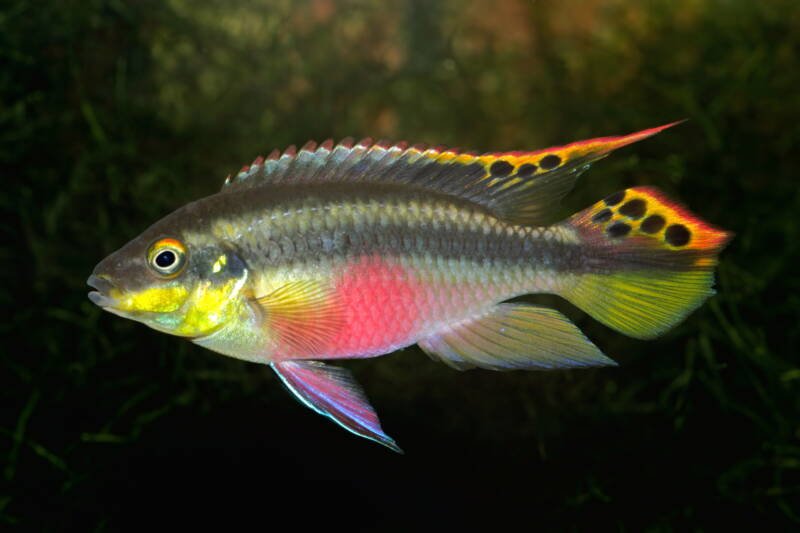 Multicoloured Pelvicachromis pulcher commonly known as Kribensis in a planted aquarium