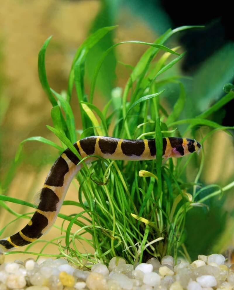Kuhli loach known as well as Pangio kuhli in planted aquarium