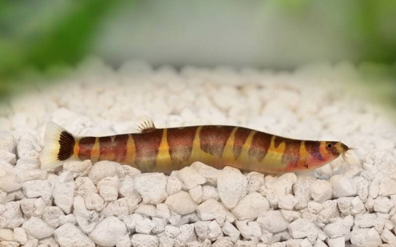 Kuhli loach on a white gravel substrate