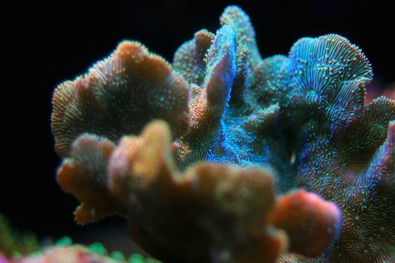 Pavona decussata conocida como hoja de coral