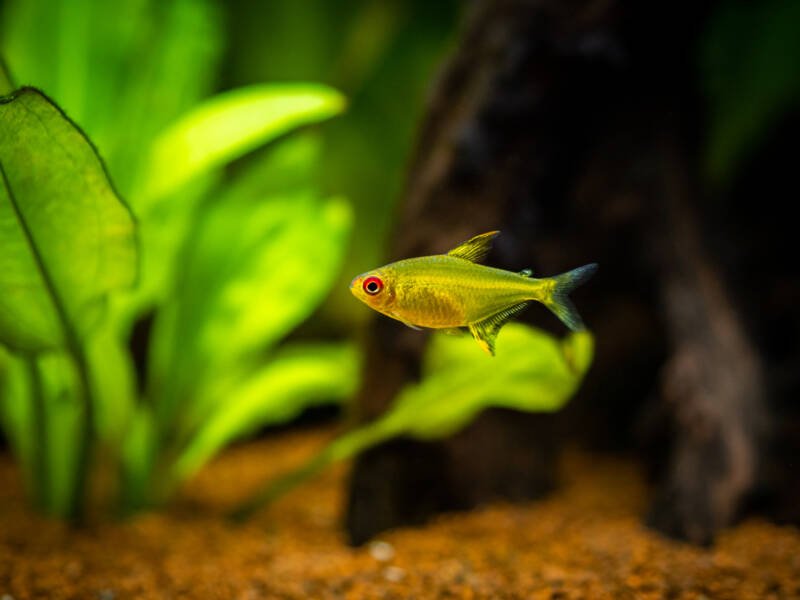 Lemon tetra (Hyphessobrycon pulchripinnis ) isolated on a fish tank with blurred background