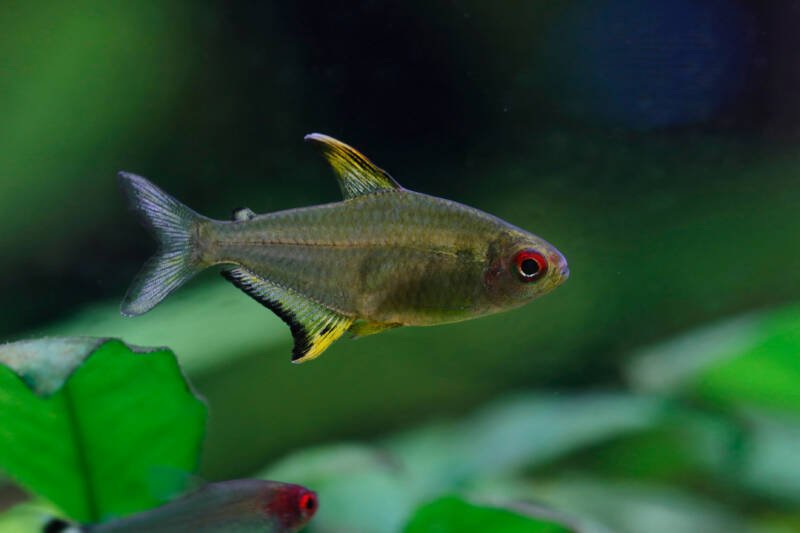 Hyphessobrycon pulchripinnis also known as lemon tetra swimming in a planted aquarium