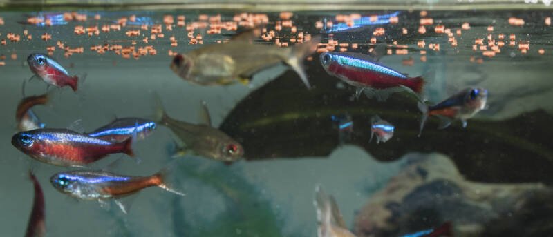 Feeding time for lemon, cardinal & neon tetras in a freshwater aquarium
