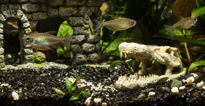 Dos tipos de peces en un acuario decorado: Lemon Tetra y Congo Tetra.