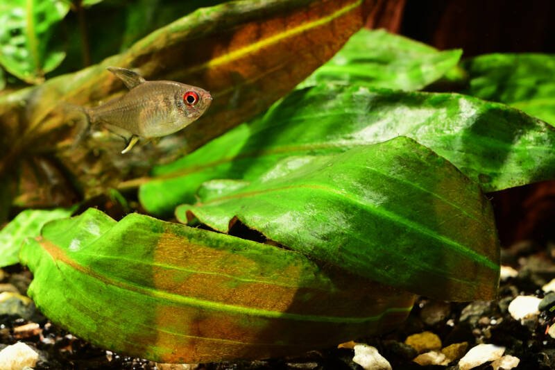 Lemon tetra fish in a planted aquarium