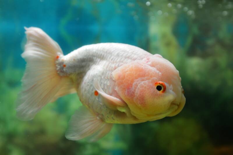 Lionhead goldfish in an aquarium