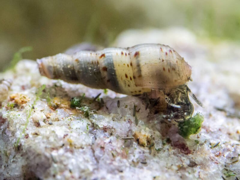 Red-rimmed Melania snail eating algae