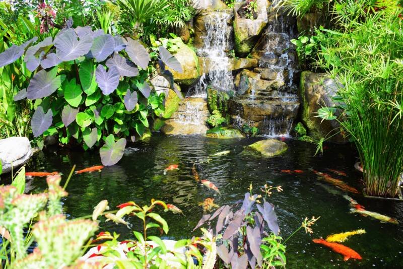 Pond landscape with oxygenating plants and Koi fish