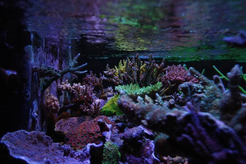 Hermosa colección de corales SPS en un tanque de arrecife