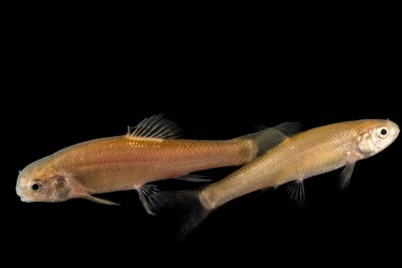Close-up on a black background of a couple of Rosy red minnows 