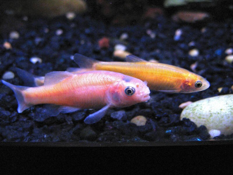 A couple of rosy red minnows