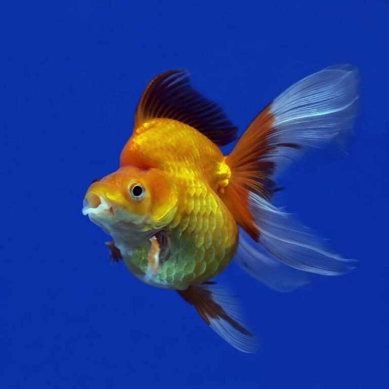 9-types-of-goldfish-you-never-knew-you-needed