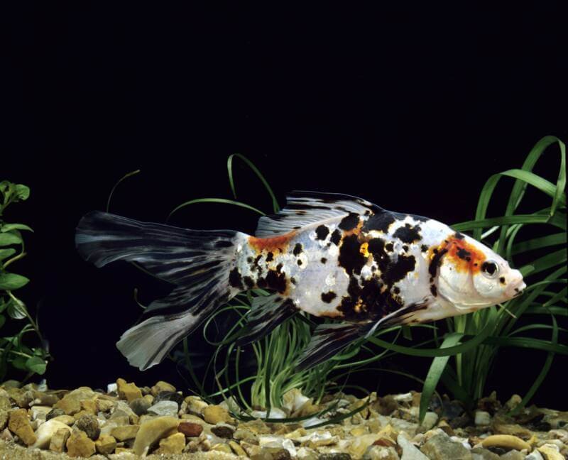 Shubunkin goldfish swimming in a planted aquarium