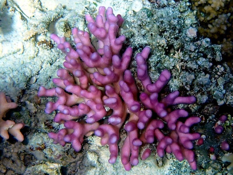 Stylophora pistillata known as well as Club Finger Coral 