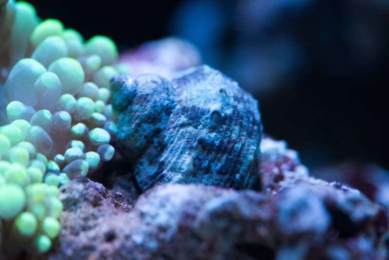 Turbo fluctuosa commonly known as Mexican turbo snail on a live rock in a reef tank