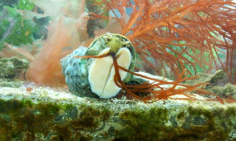 Turbo snail on aquarium glass