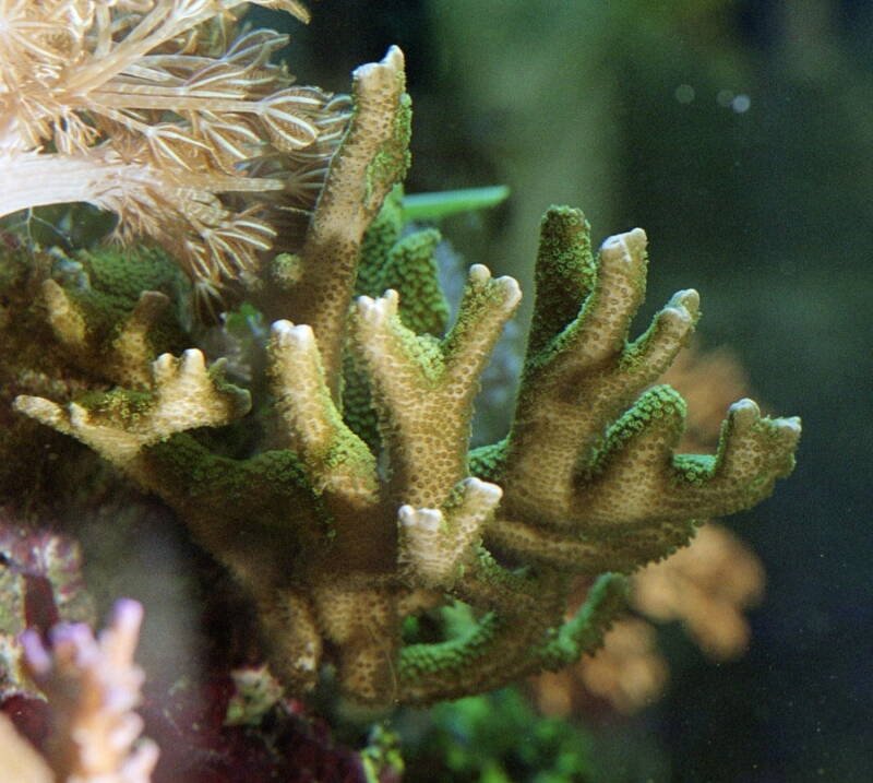 Montipora digitata, conocida como coral terciopelo, mostrando sus hermosos colores 