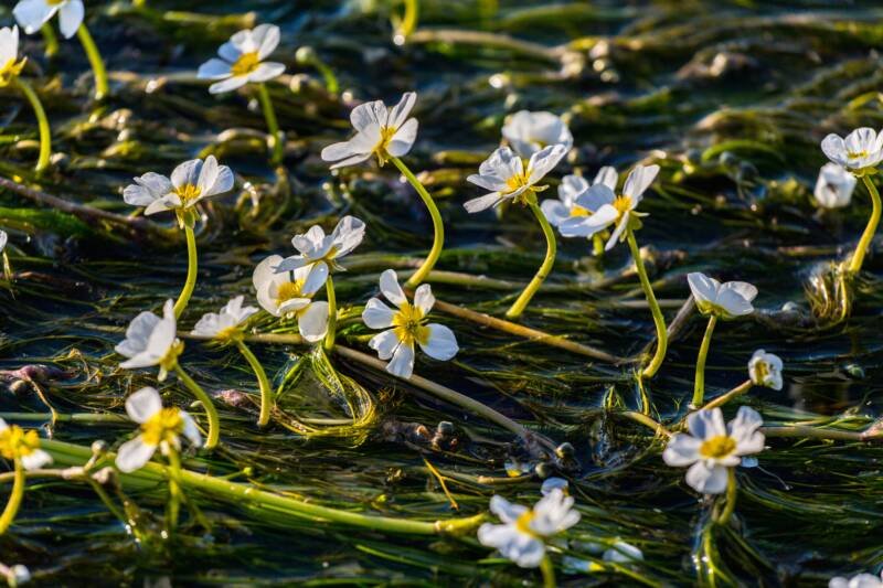 Water-crowfoot oxygenating plant floating in a pond