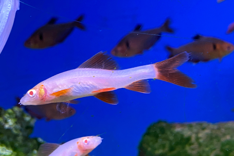 Albino Rainbow Shark swimming in the tank, translucent white to pinkish body and bold fire-red fins and tail. They have a red eye