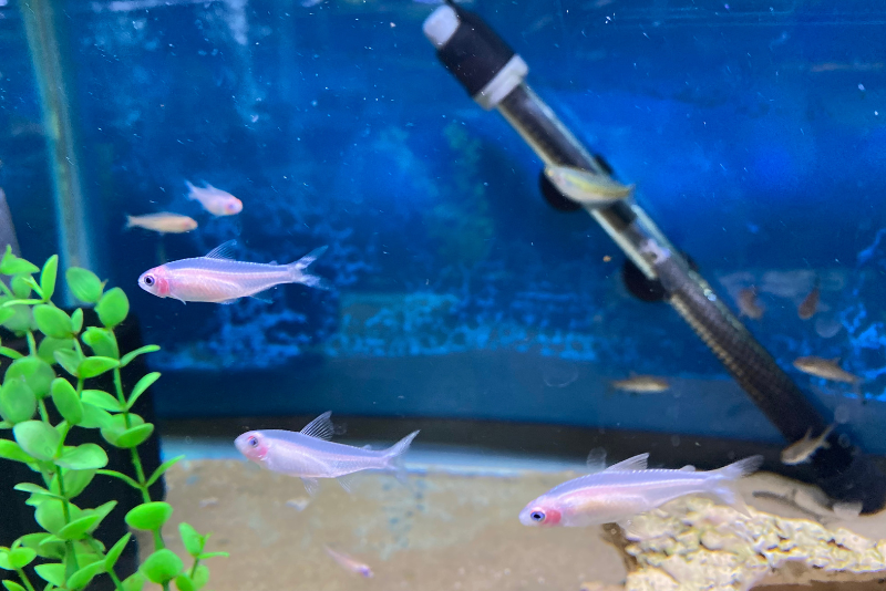 Three albino rummy nose tetras swimming. They are all white with a light pink head
