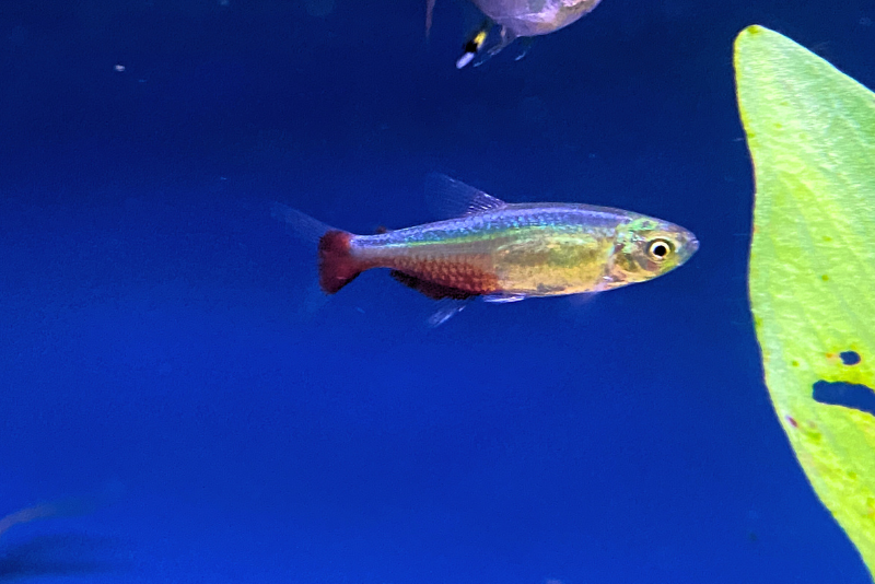 Green fire tetra swimming. bright red bottom and tail with a green strip in the middle