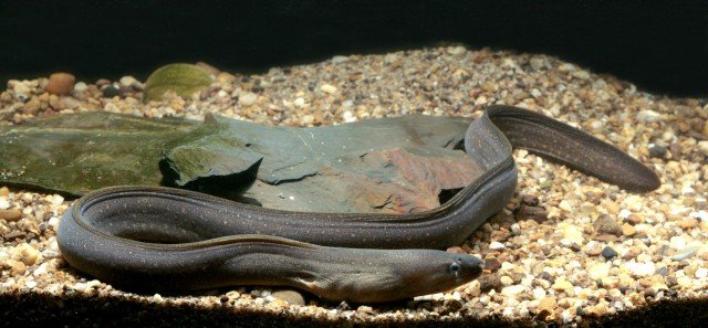 True eel - Gymnothorax tile in the tank