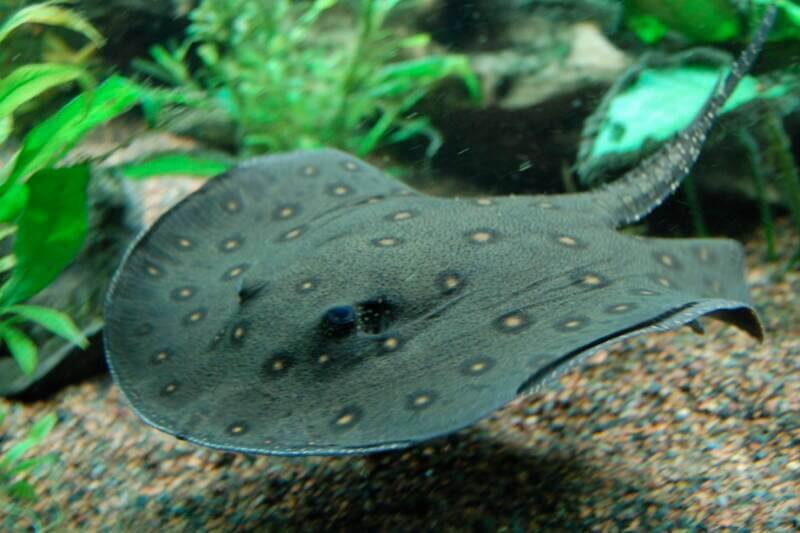 Motoro Stingray known as well as Ocellate River Stingray in aquarium