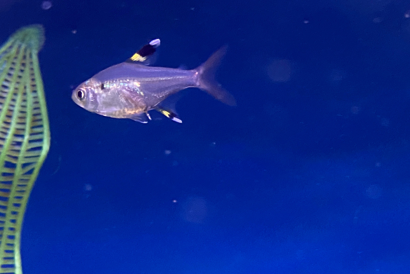 Pristella tetra adult with black and white pointy dorsal fin
