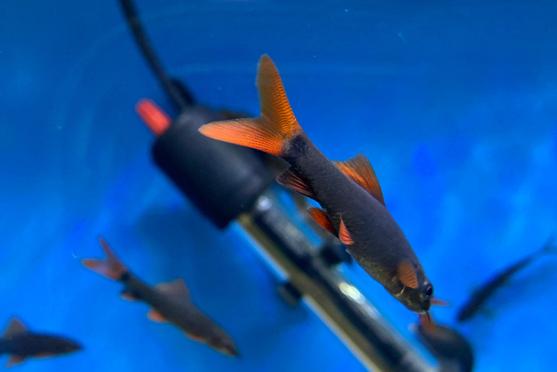 Close up of a Rainbow Shark fin that is orange-red in color and translucent so the ridges are visible along tail and fins