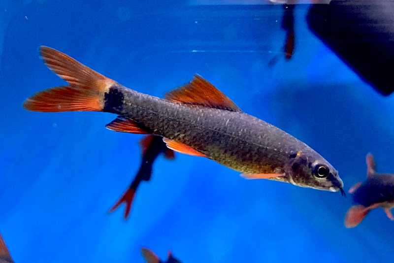 Juvenile Rainbow Shark Fish swimming in its tank, bright red-orange fins and a smokey-grey body 
