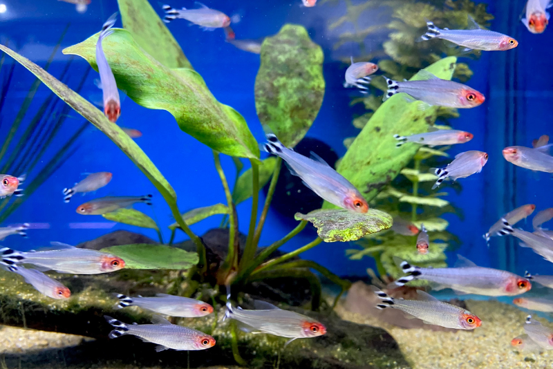 Schooling rummynose tetra with bright pink heads and checkered black and white tails