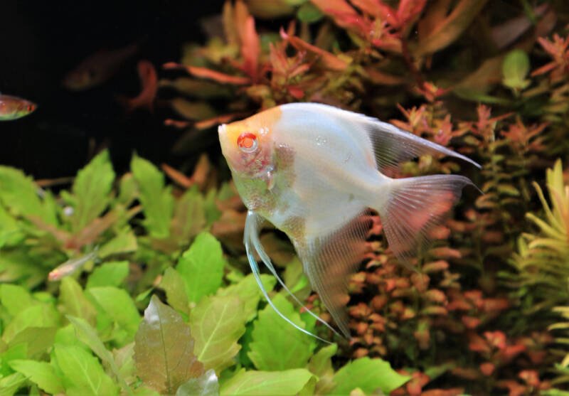Albino Angelfish navigating in a freshwater aquarium