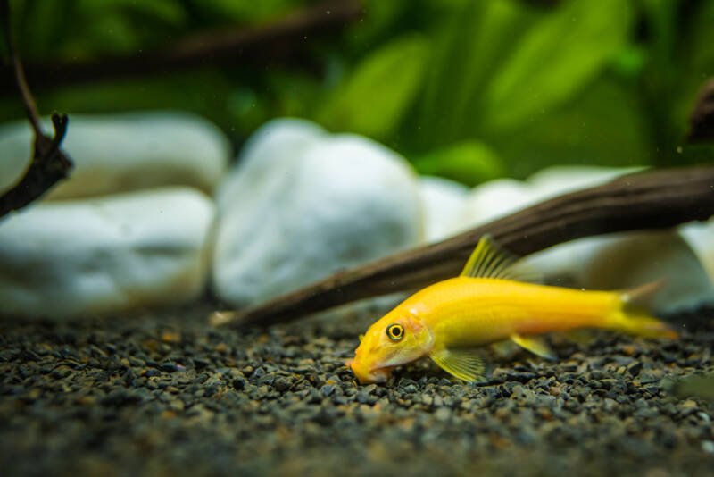 Gyrinocheilus aymonieri or Chinese Algae eater searching for food in a substrate in a planted aquarium