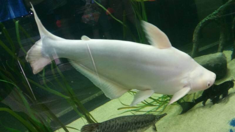 Albino Iridescent Shark or Pangasianodon hypophthalmus in aquarium