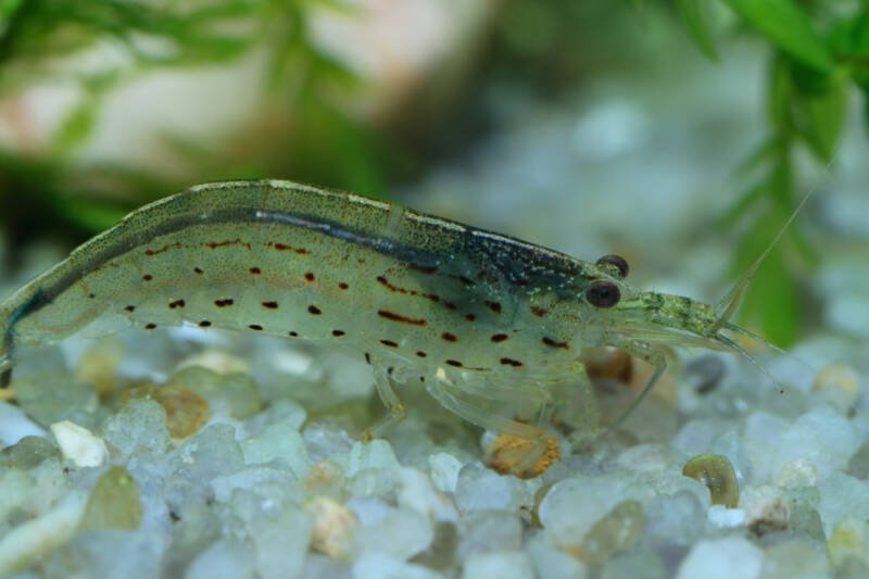 Male of Caridina multidentata also known as Amano shrimp on a white substrate in freshwater aquarium