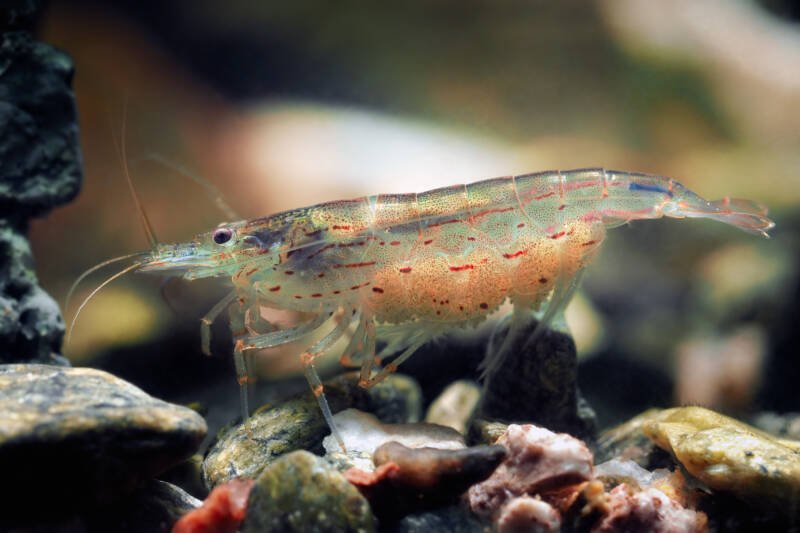 Female Amano shrimp with eggs under her stomach in a freshwater aquarium